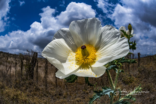 Hawaiian Poppy print