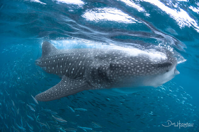 Whale Shark and Posse print