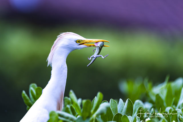Egret Snacktime print