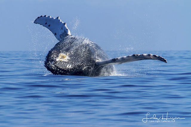 Linda Whale print