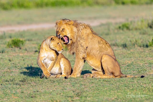 Lion Love print