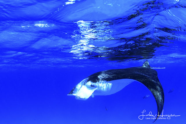 Manta Jelly print