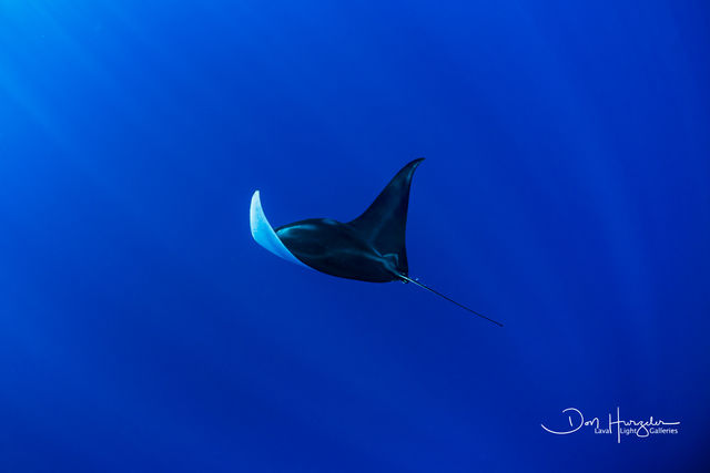 Manta Flight print