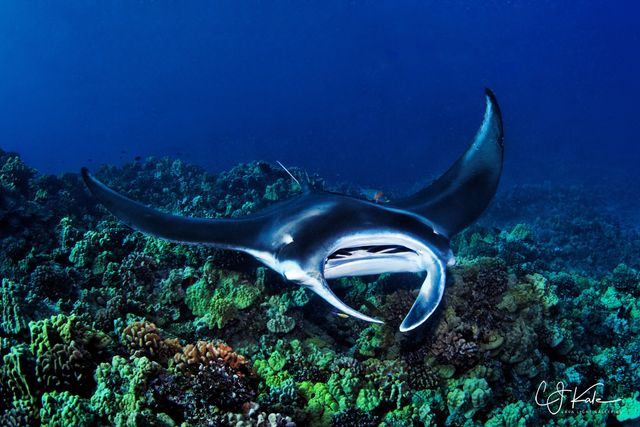 Manta Cleaning print