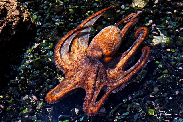 Octo Pool print