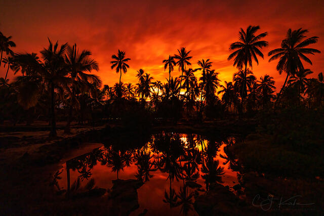 Palm Trees on Fire print