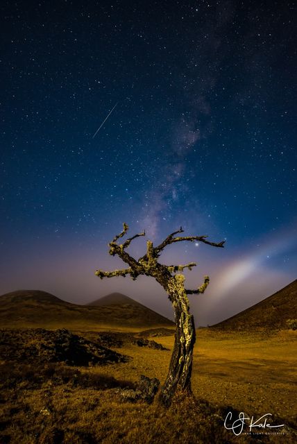 Perseid Moonbow Tree print