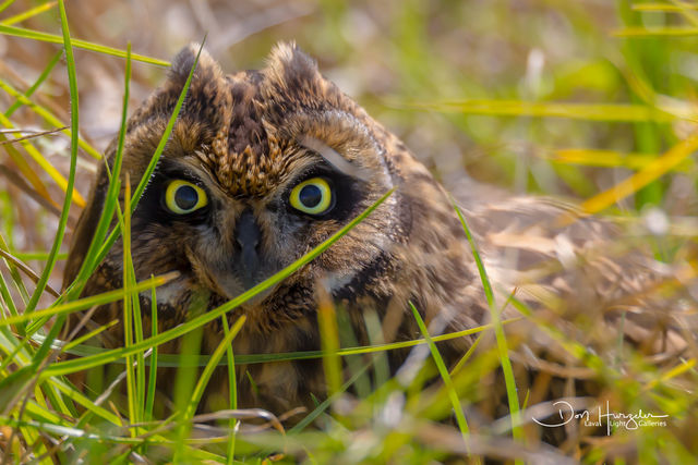 Owl In The Grass print