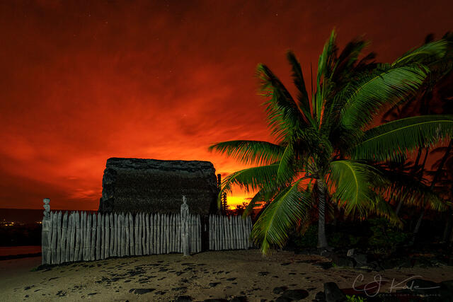 Refuge Hale Palm print