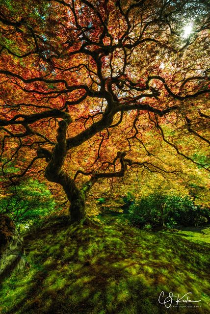 Tree of Color print