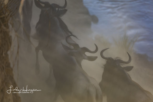 Wildebeest Dustup print