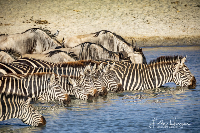Zebra Afternoon print