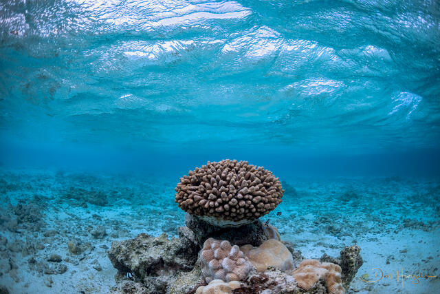 Rarotonga coral print