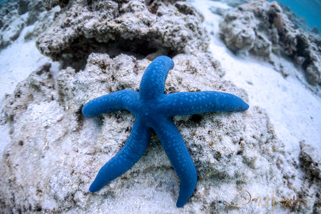 Blue Starfish print