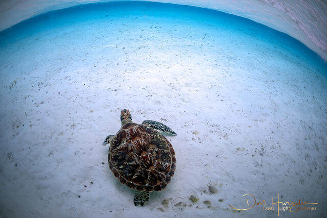 Turtle flats print