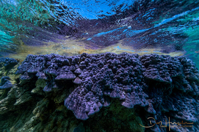 Purple coral print