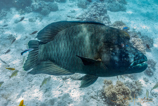 Humphead Wrasse print