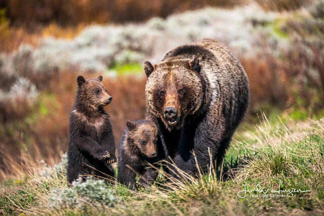 Cubs and mom print