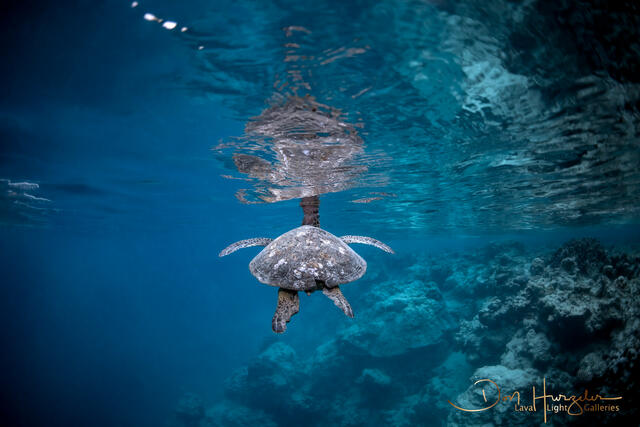 Turtle Mirror print