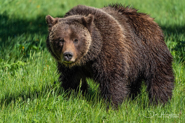 Bear stink eye print