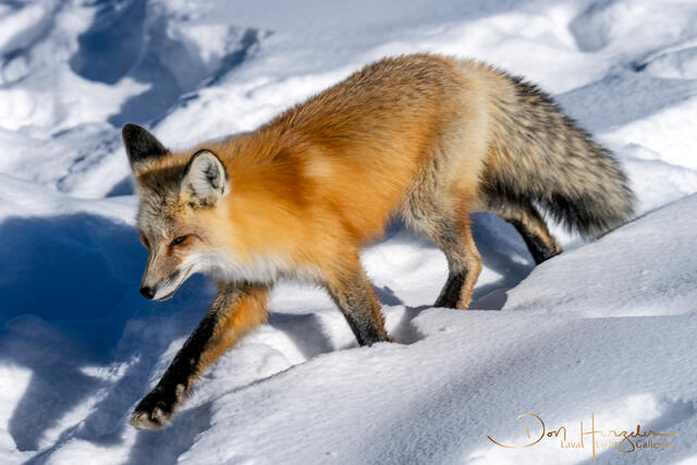 EpicFox print