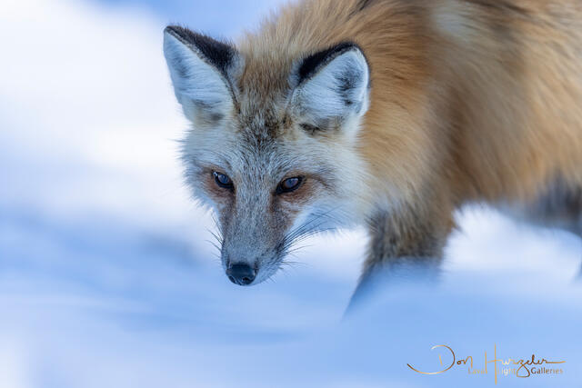 YellowstoneFox print