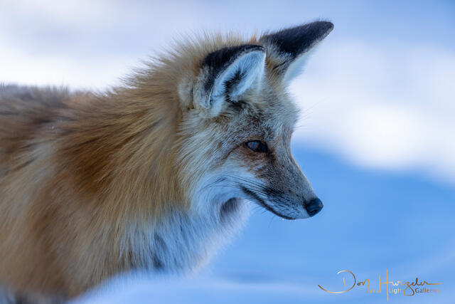 FoxProfile print