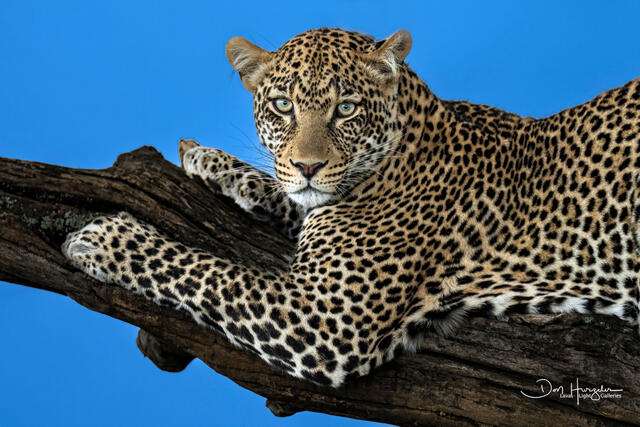 Leopard Leisure print