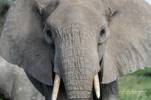 Elephant closeup print