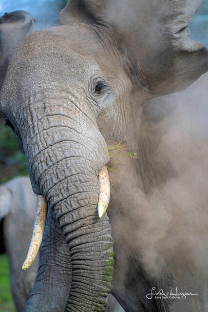 Elephant tantrum print