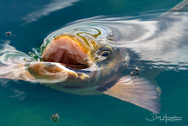 Trout breakfast print