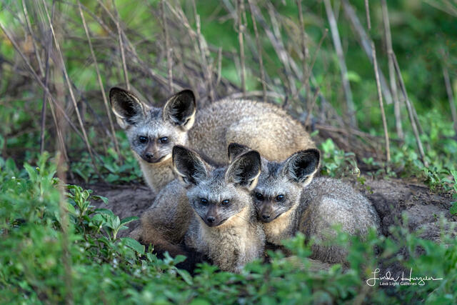 Bat Eared Foxes print