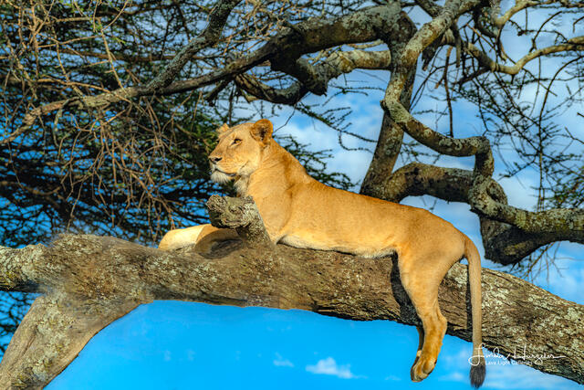 Lion Tree print