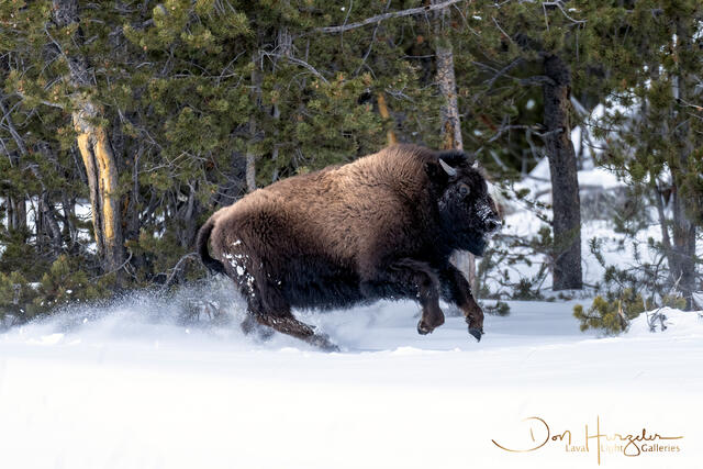 BisonRomp print