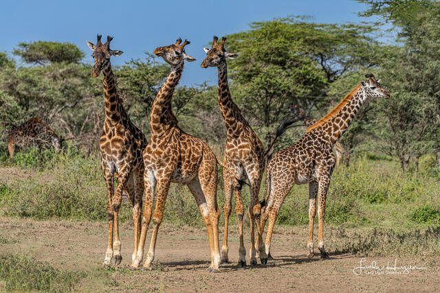 Giraffe Tussle print