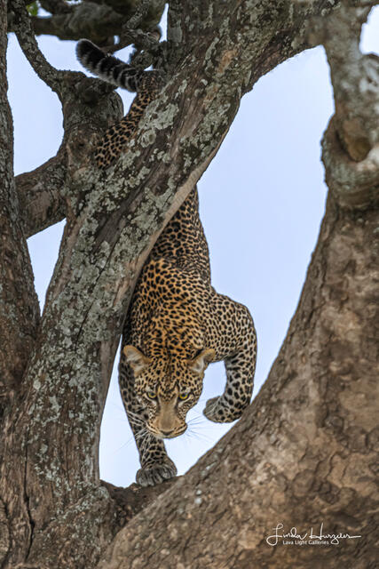 Leopard Leap print