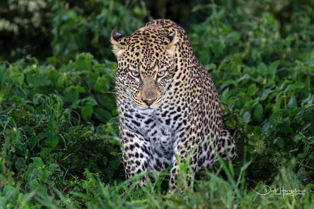 Leopard Stare Down print