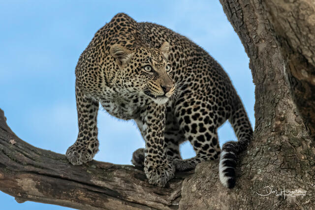 Leopard Intense print