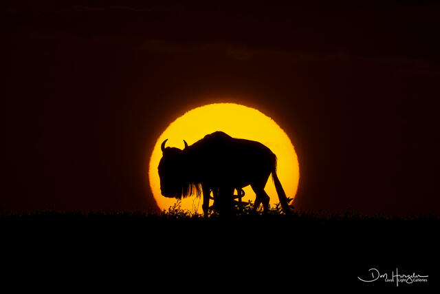 Wildebeest at Sunset print