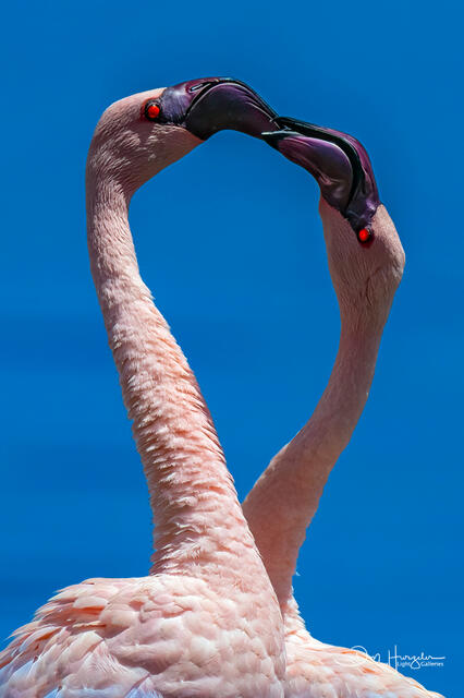 Flamingo Kiss print