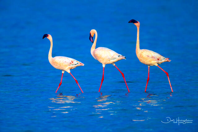 Flamingo Triple print