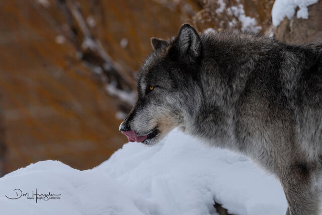 Black Wolf print