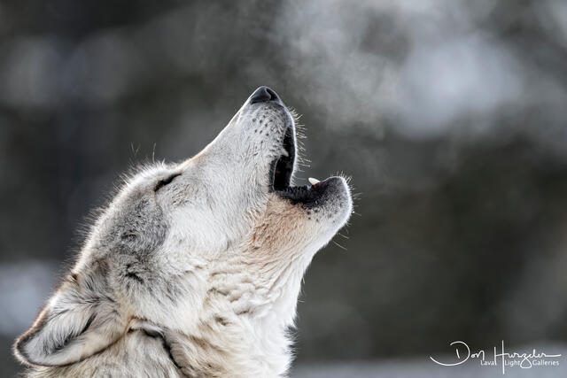 White Wolf print