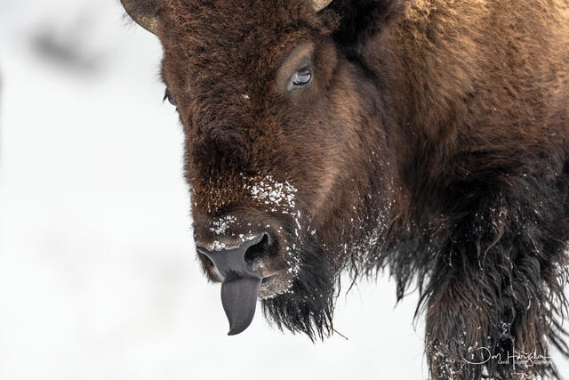 Bison Stink Eye print