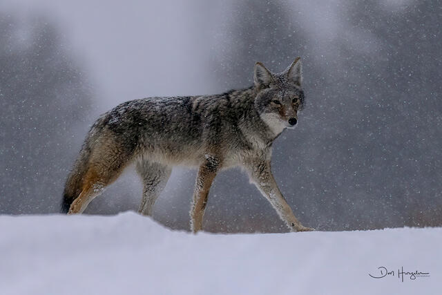 Coyote print