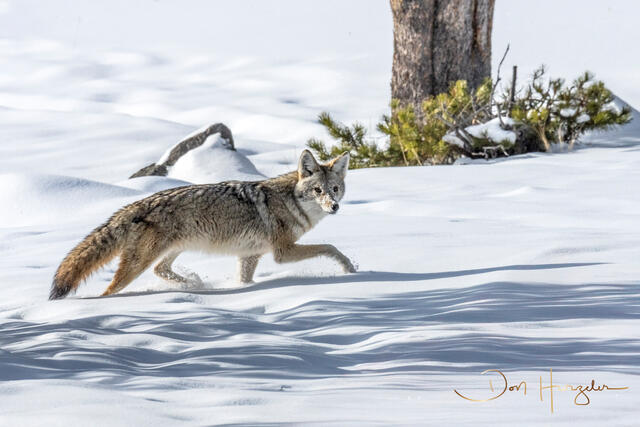 CuriousCoyote print