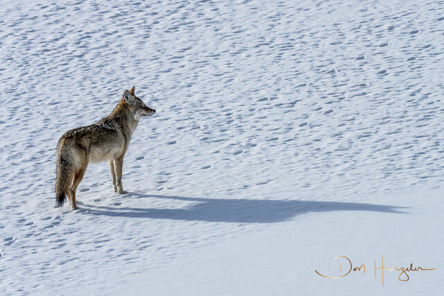 CoyoteShadow print