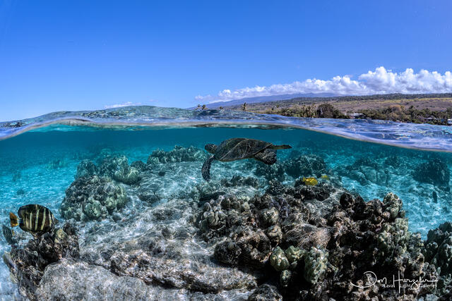 Turtle over/under Kona Coast print