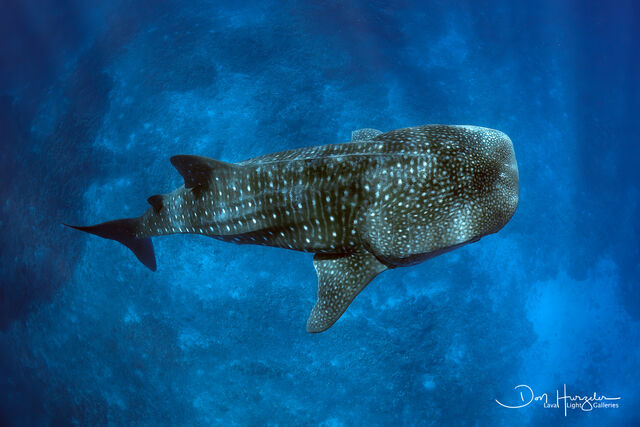 Kona Whale Shark print