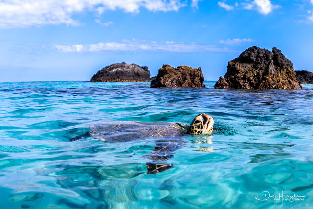 Kua Bay breather print